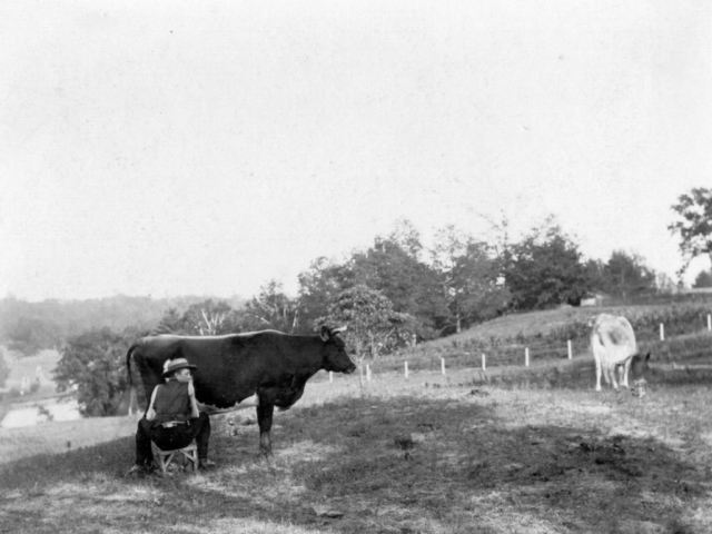 Looking east from Ellis Avenue to Grenadier Pond in 1891, the cattle of John Ellis Jr. are being milked in the pasture.