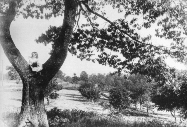Coe Orchard - View from Morningside Ave, looking south, Ellis Avenue can be seen on the left. Helen Smith, daughter of R. C. Smith, is in the tree with a little camera in her hand. Photo by R.C. Smith 1895-1900